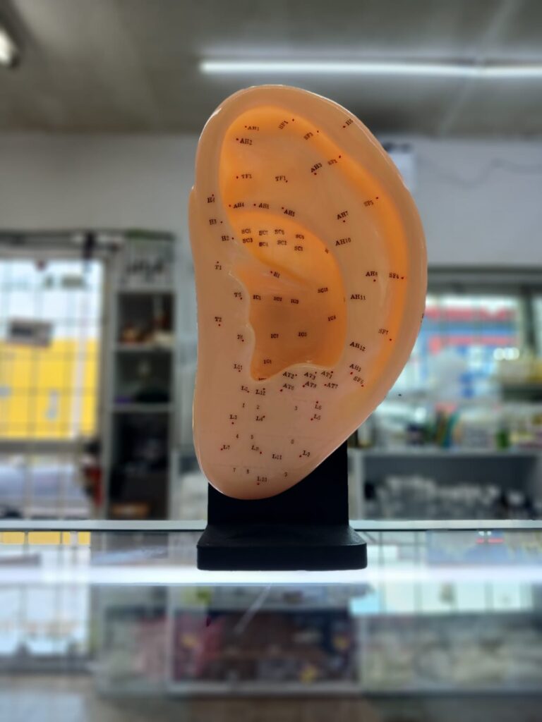 Modelo de Auriculoterapia